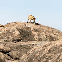 TZA SHI SerengetiNP 2016DEC25 Moru4Area 003 : 2016, 2016 - African Adventures, Africa, Date, December, Eastern, Month, Moru 4 Area, Places, Serengeti National Park, Shinyanga, Tanzania, Trips, Year